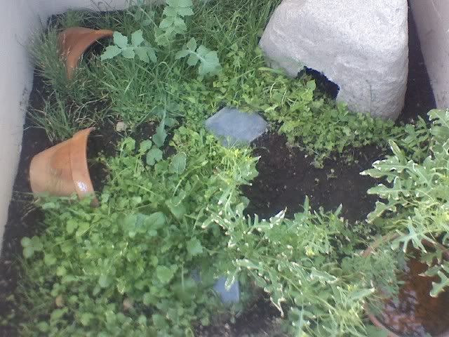 Ideas for outdoor enclosures | Tortoise Forum